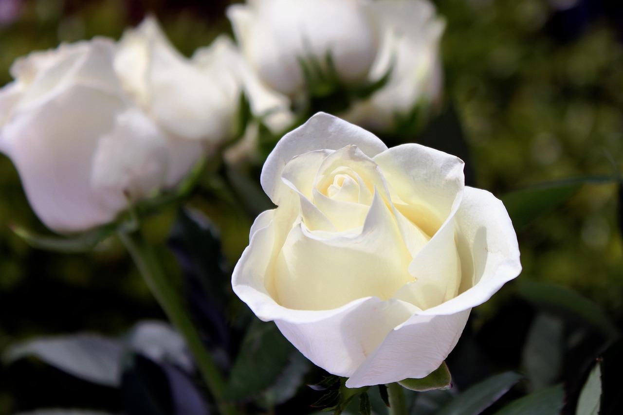 Funeral after care services based in Spennymoor, County Durham